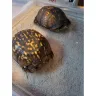 Tortoisetown - They sent me dead turtles and wouldn't give me a refund