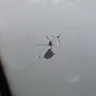 Hyundai - Subject - Peeling/flaking paint exterior tri-coat white paint (WJ) various locations.    - Photo 4