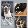 SPCA Tampa Bay - Unfit animal rescue in TN - Photo 1