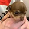 Hoobly - Applehead chihuahua puppies for sale scam
