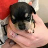 Hoobly - Applehead chihuahua puppies for sale scam