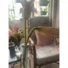 IGP - Lilium flowers - Photo 1