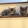 Terra Siberians - Two kittens died of fip within 5 mos.