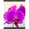 Orchid Album - My favorite app