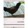 Mother Hen - Much better than other similar apps
