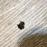 Extended Stay America - Horrible treatment, maintenance, roaches, etc. - Photo 19