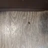 Red Roof Inn - Cleaning and customer service - Photo 15