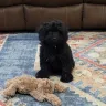 Cutie Poos - Puppy - Photo 1