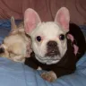 Xtreme French Bulldogs - Xtreme French Bulldog beware