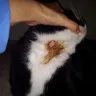 PetSmart - Dangerous Seresto Flea collar - Photo 1