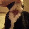 PetSmart - Dangerous Seresto Flea collar - Photo 2