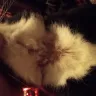 PetSmart - Dangerous Seresto Flea collar - Photo 3