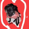 PawSafe Animal Rescue - Adopting dogs that are stolen - Photo 1