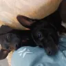 PawSafe Animal Rescue - Adopting dogs that are stolen - Photo 5