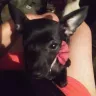 PawSafe Animal Rescue - Adopting dogs that are stolen - Photo 2