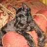Skansen Kennel - Puppy mill - Photo 1