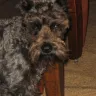 Skansen Kennel - Puppy mill - Photo 2