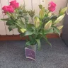 Prestige Flowers - Absolute disgrace