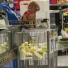 Real Canadian Superstore - Allowing dogs in the store - Photo 1