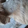 PetSmart - Injury to my dog by PetSmart groomer - Photo 2