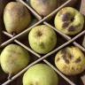 Harry And David - Gift of pears, balsamic vinaigrette and blue cheese box - Photo 1