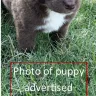 East Dallas Pet Rescue - Scammers - should be put out of business - Photo 3