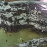 FlowerAura - Pathetic service – wrong cake delivered and worst quality - Photo 1