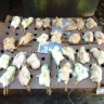 Cackle Hatchery - A dishonest company that sells inferior chicks. - Photo 1
