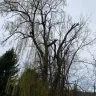 Lakeside Affiliates, LLC - Removal of tree has not been taken seriously for years by the mobile park owners. Causing problems more then ever