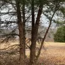 Topp Dawgs Tree Service - Exceptional service, stunning transformation! - Photo 3