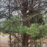 Topp Dawgs Tree Service - Exceptional service, stunning transformation! - Photo 5