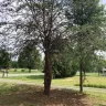 Topp Dawgs Tree Service - Exceptional service, stunning transformation! - Photo 6