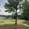 Topp Dawgs Tree Service - Exceptional service, stunning transformation! - Photo 4
