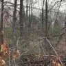 Topp Dawgs Tree Service - Exceptional service, stunning transformation! - Photo 7