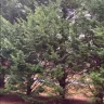 Topp Dawgs Tree Service - Exceptional service, stunning transformation! - Photo 1
