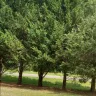 Topp Dawgs Tree Service - Exceptional service, stunning transformation! - Photo 2