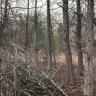 Topp Dawgs Tree Service - Exceptional service, stunning transformation! - Photo 9