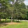 Topp Dawgs Tree Service - Exceptional service, stunning transformation! - Photo 8