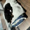 Petland - Horrible experience - lied and sold us sick dog - Photo 1