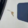 KIA Motors - Paint peeling - Photo 2
