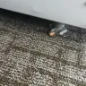 Hilton Worldwide - Title: worst hampton experience ever – dirty rooms, pests, and zero customer service - Photo 2