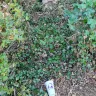 Taco Bell - Rubbish from new Taco Bell outlet - Photo 1