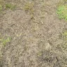 Century Communities - Warranty lawn - Photo 1