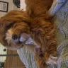 Down South Havanese & Bichon Frise - Havanese we love - Photo 1