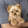 Breeders - Puppy  - Photo 4