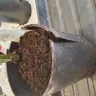 DPD UK - Delivery of live plants that should have been next day but took over week. - Photo 1