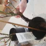 DPD UK - Delivery of live plants that should have been next day but took over week. - Photo 4