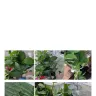 Prestige Flowers - Prestige flowers | substandard flowers | shocking service | never again - Photo 3