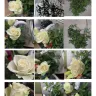Prestige Flowers - Prestige flowers | substandard flowers | shocking service | never again - Photo 1