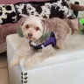 PetSmart - Grooming - Photo 1